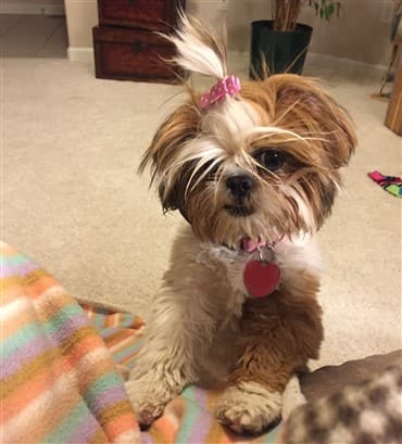 Shih tzu best sale dog hypoallergenic